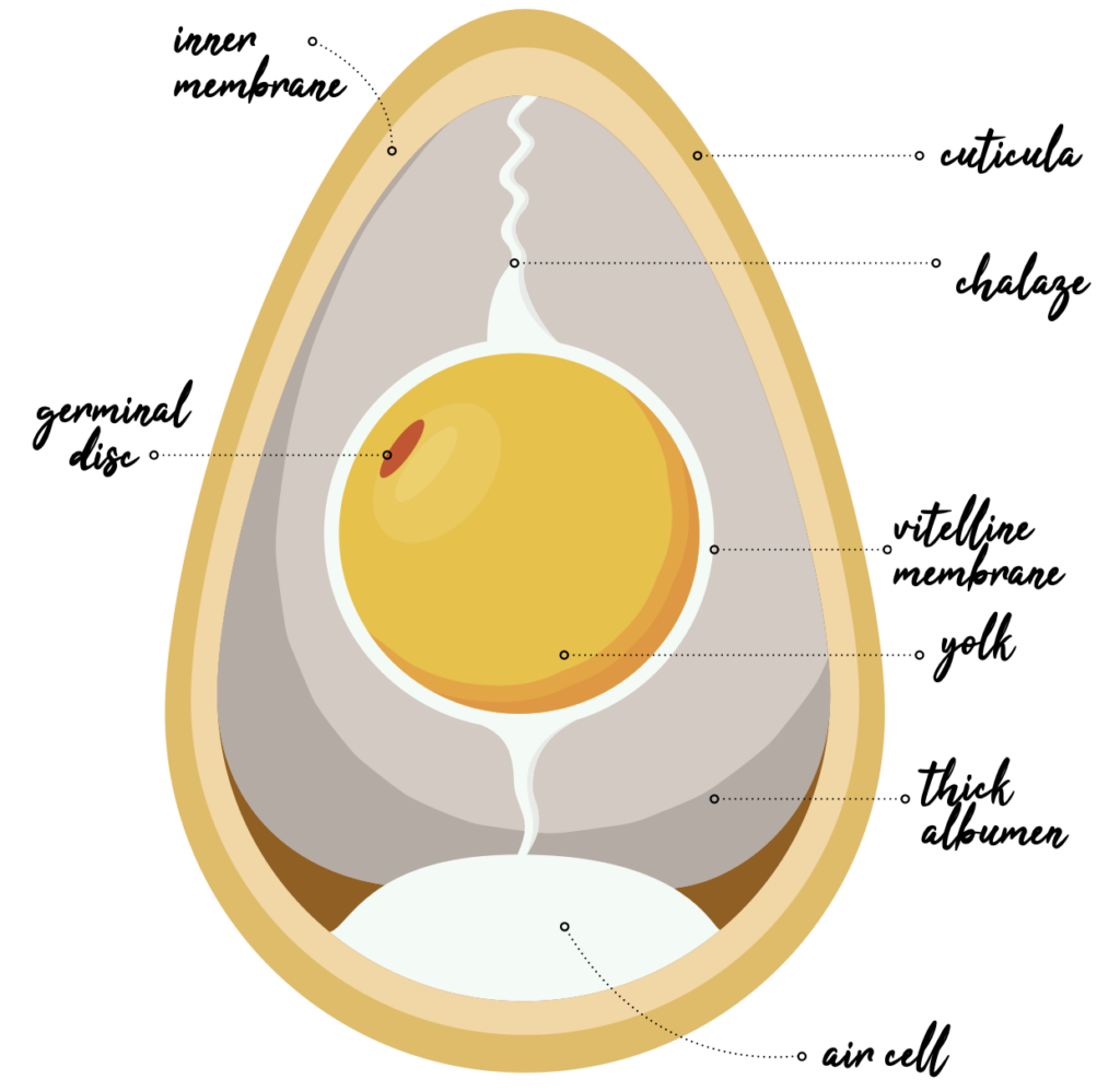 Anatomy of an egg